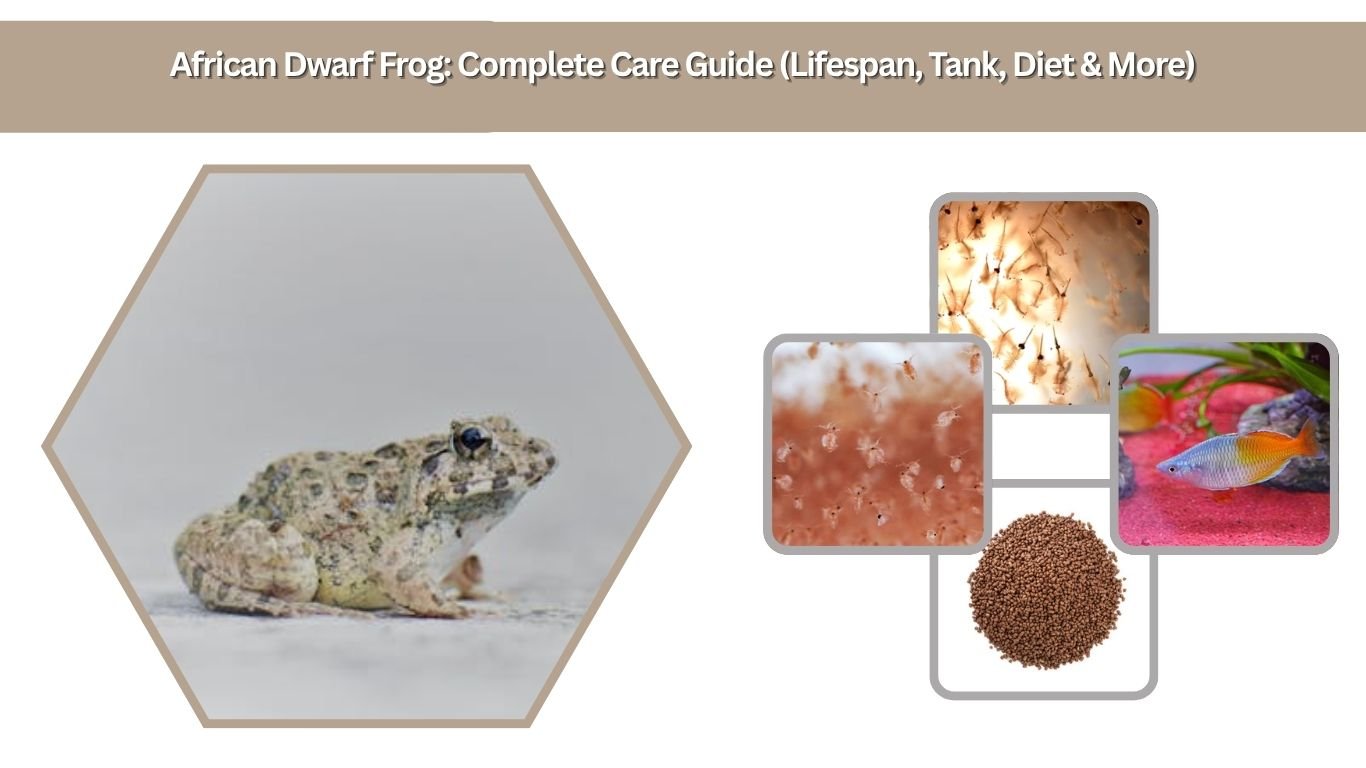 African Dwarf Frog: Complete Care Guide (Lifespan, Tank, Diet & More)