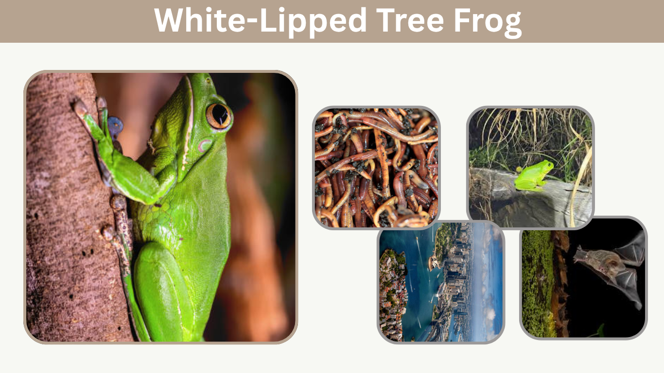 White-Lipped Tree Frog Care, Diet, Size and Facts