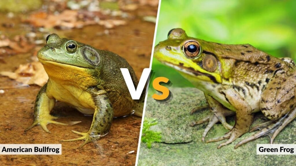 American Bullfrog vs Green Frog