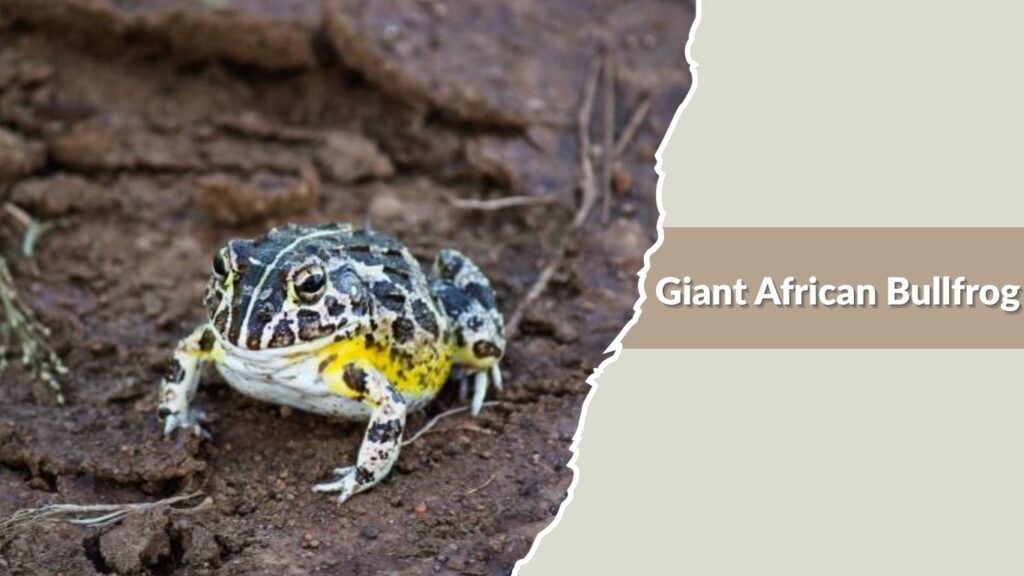 Giant African Bullfrog