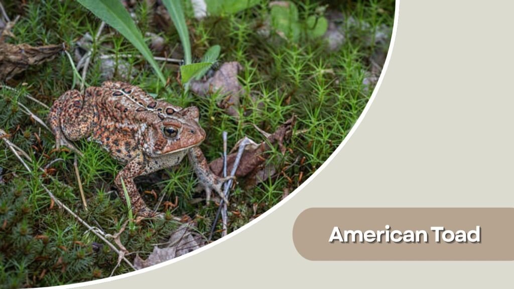 American Toad