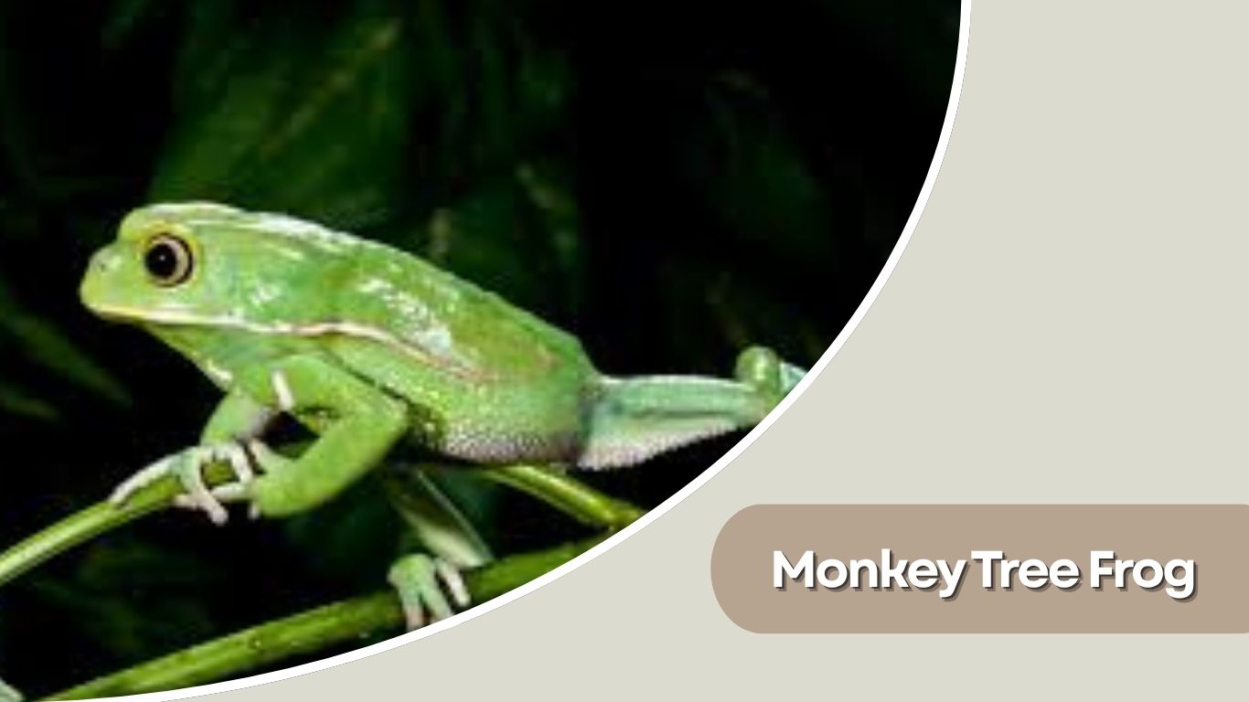 10 Types of Tree Frogs That Live in Trees