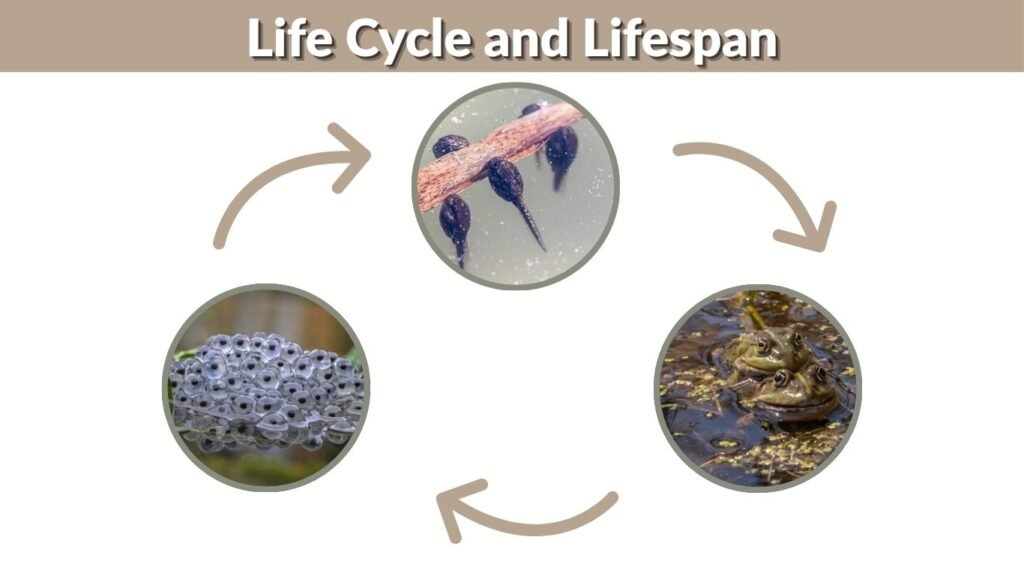 Life Cycle and Lifespan
