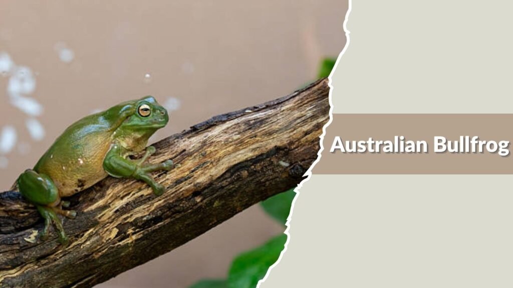 Australian Bullfrog