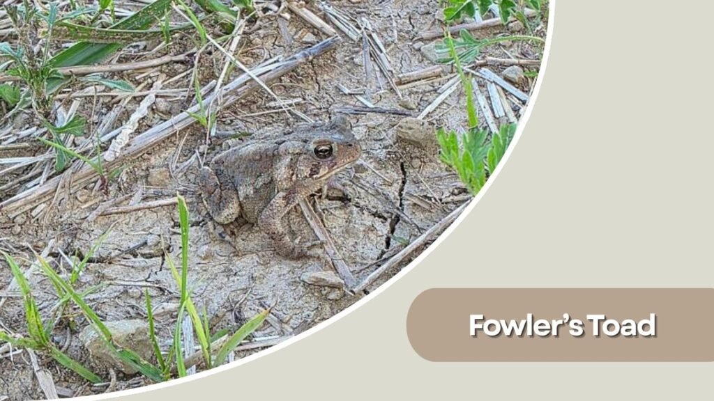 Fowler’s Toad
