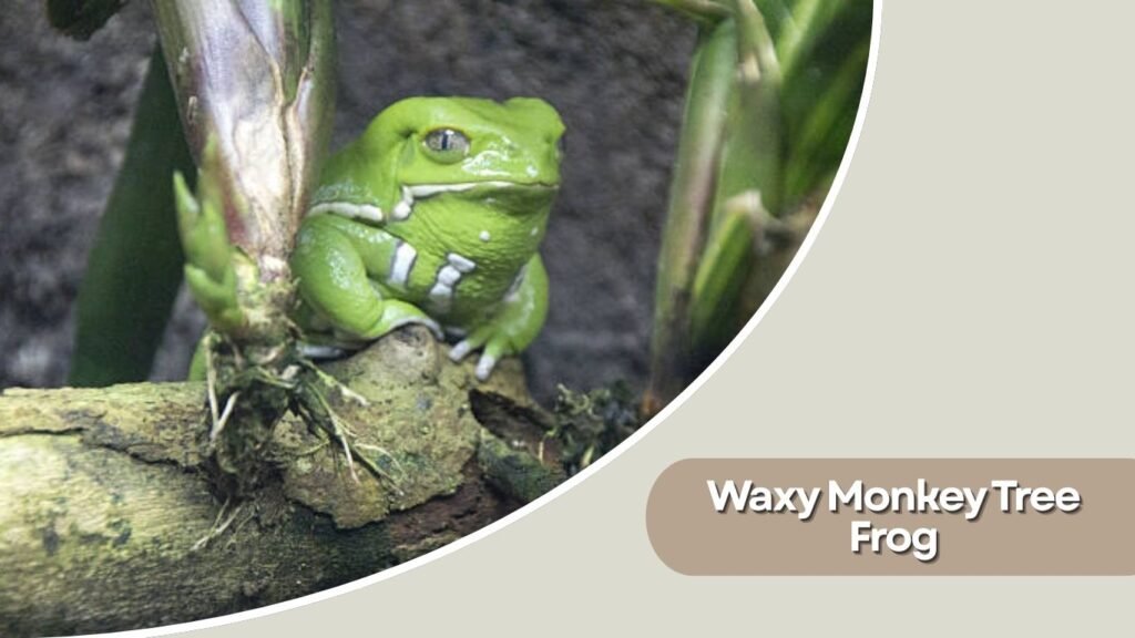 Waxy Monkey Tree Frog
