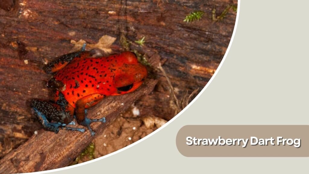 Strawberry Dart Frog
