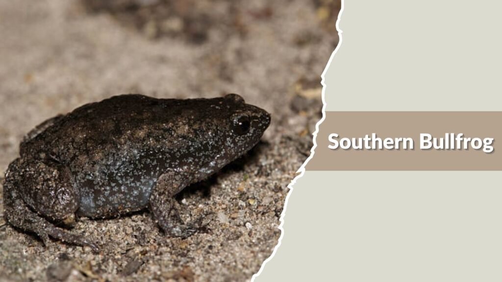 Southern Bullfrog