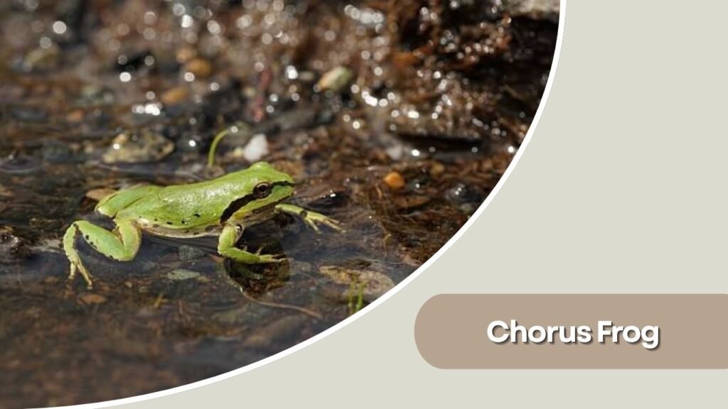Chorus Frog