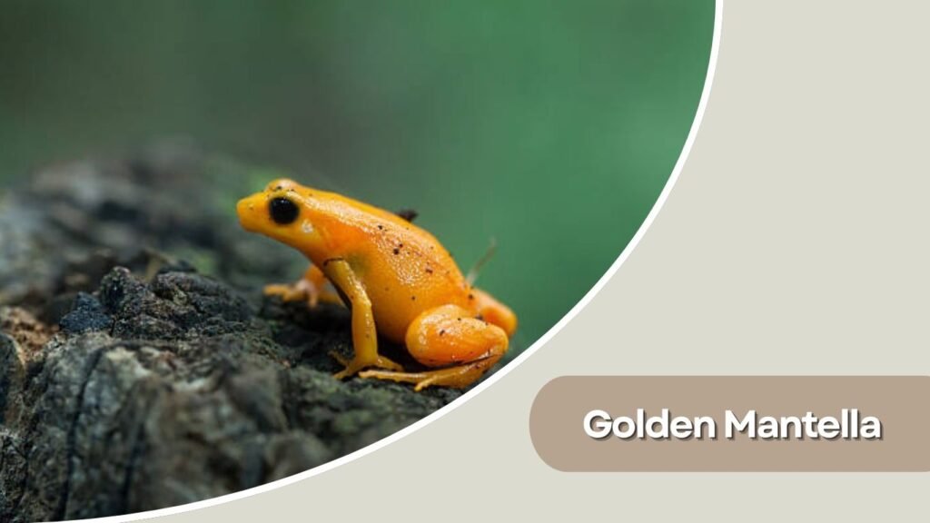 Golden Mantella