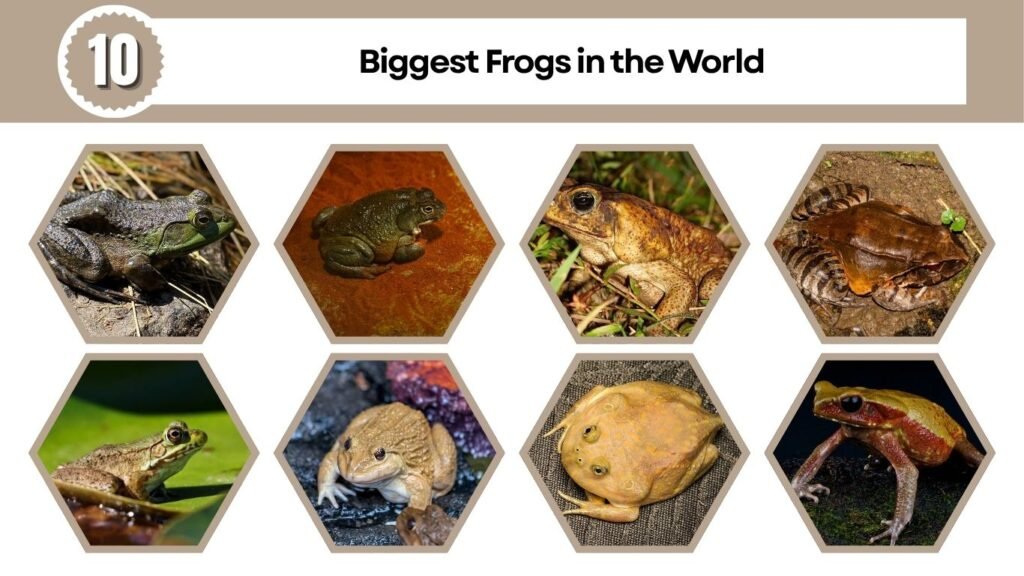 10 Biggest Frogs in the World (Ranked by Size)