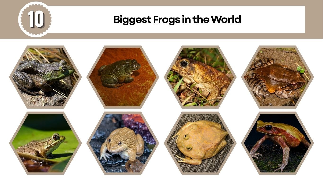 10 Biggest Frogs in the World (Ranked by Size)