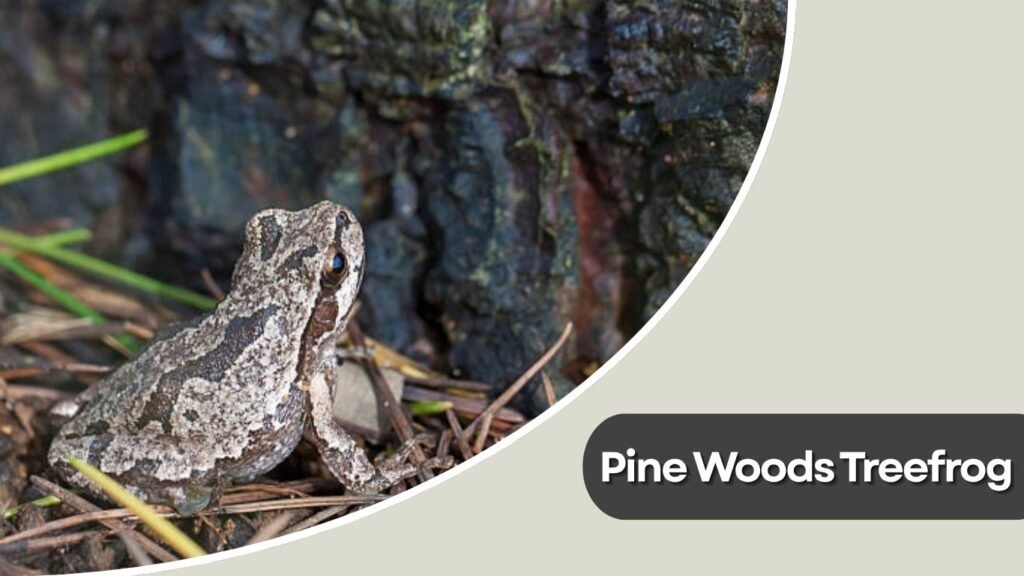  Pine Woods Treefrog