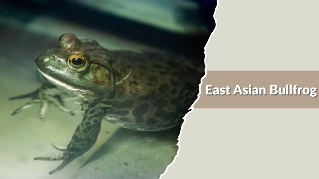  East Asian Bullfrog