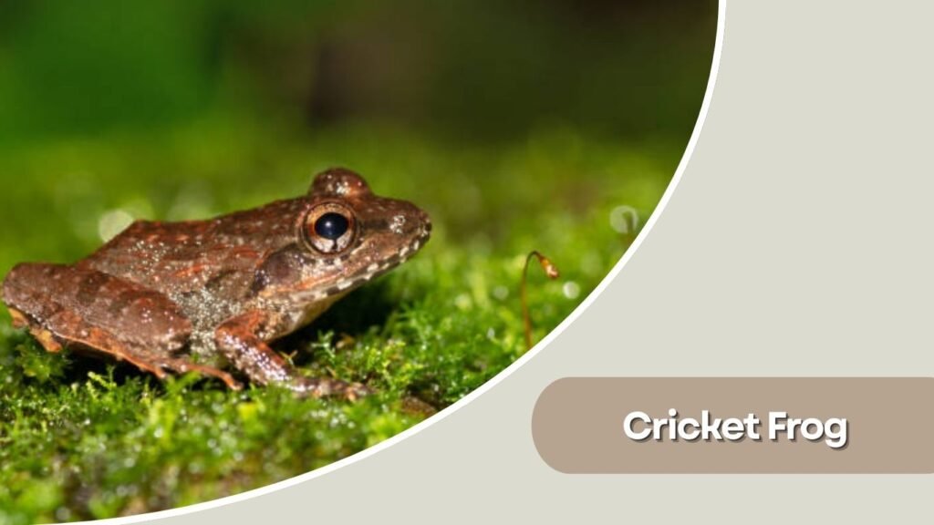 Cricket Frog