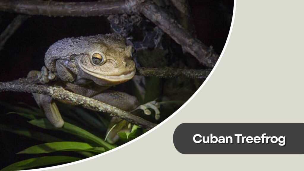 Cuban Treefrog