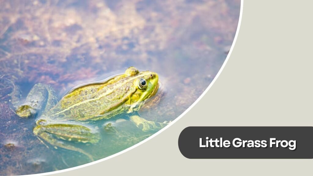 Little Grass Frog