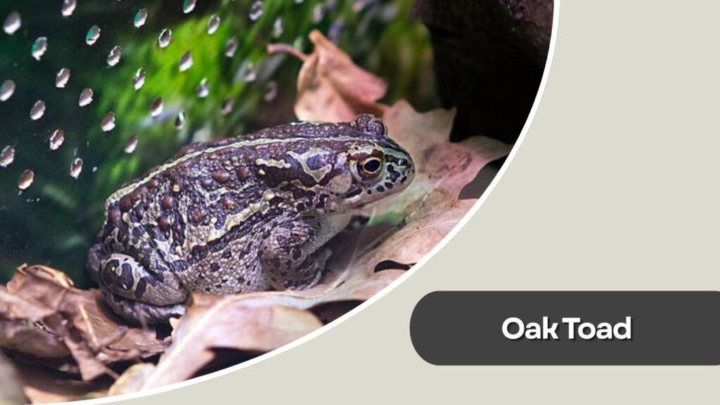  Oak Toad