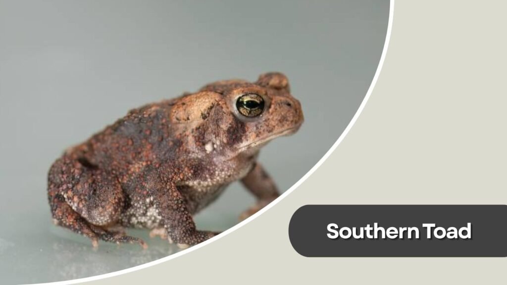  Southern Toad