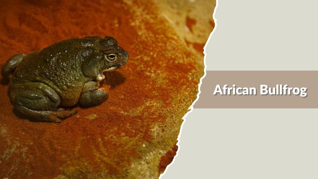 African Bullfrog