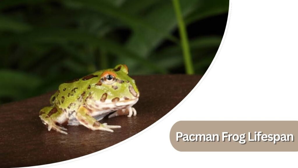 Pacman Frog Lifespan