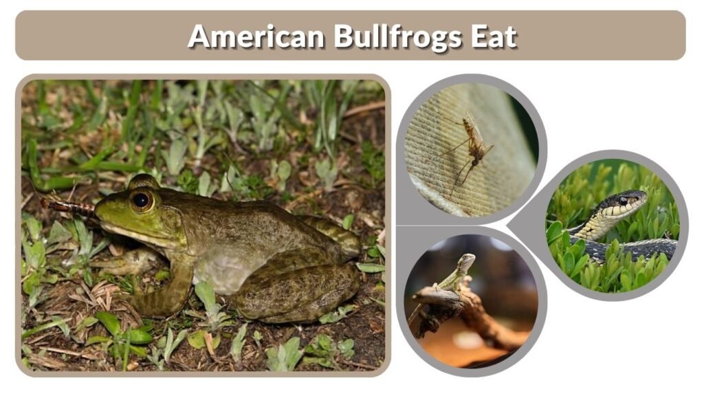 What Animals Do American Bullfrogs Eat?
