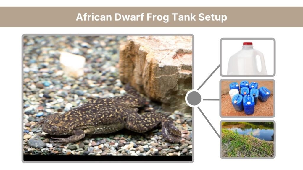 African Dwarf Frog Tank Setup