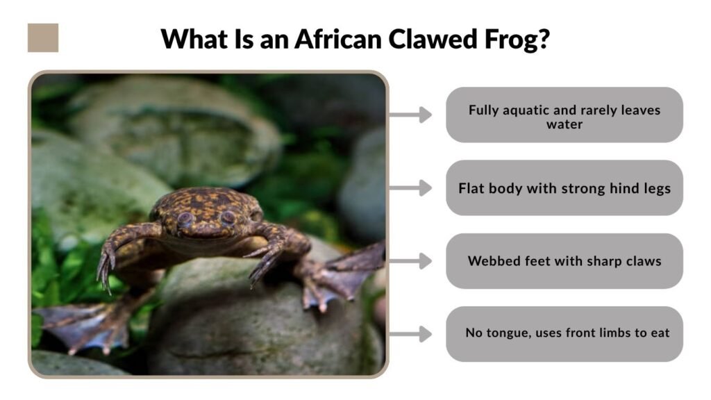 What Is an African Clawed Frog?