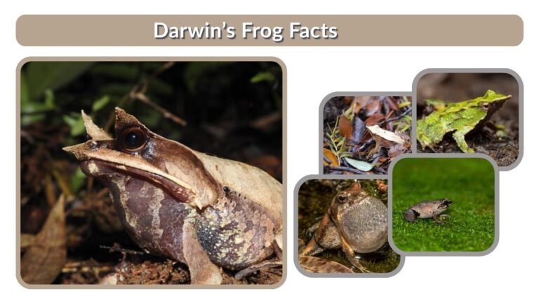 Darwin’s Frog Facts, Habitat, Reproduction & Guide