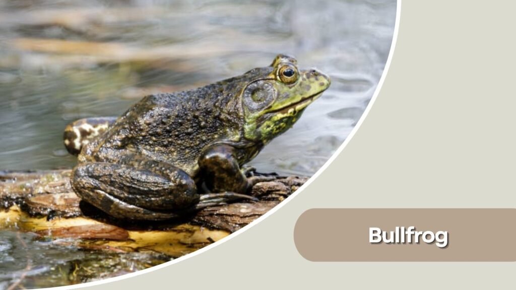 Bullfrog
