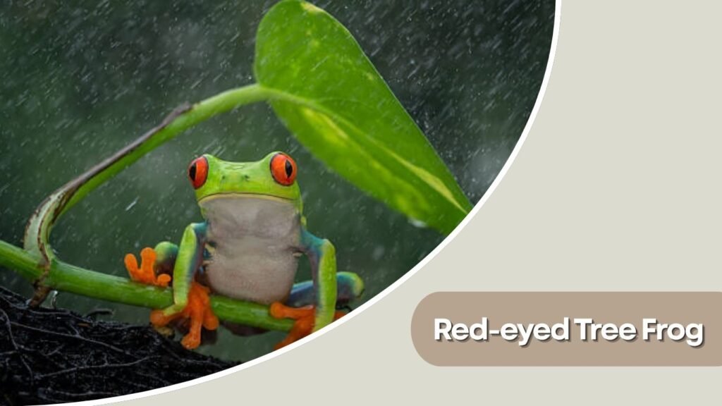 Red-eyed Tree Frog