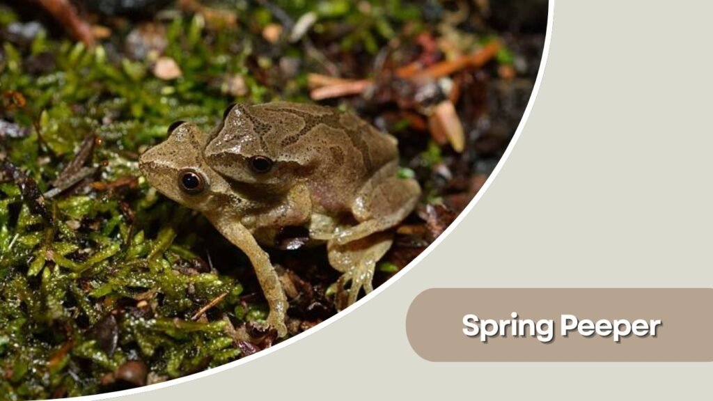 Spring Peeper