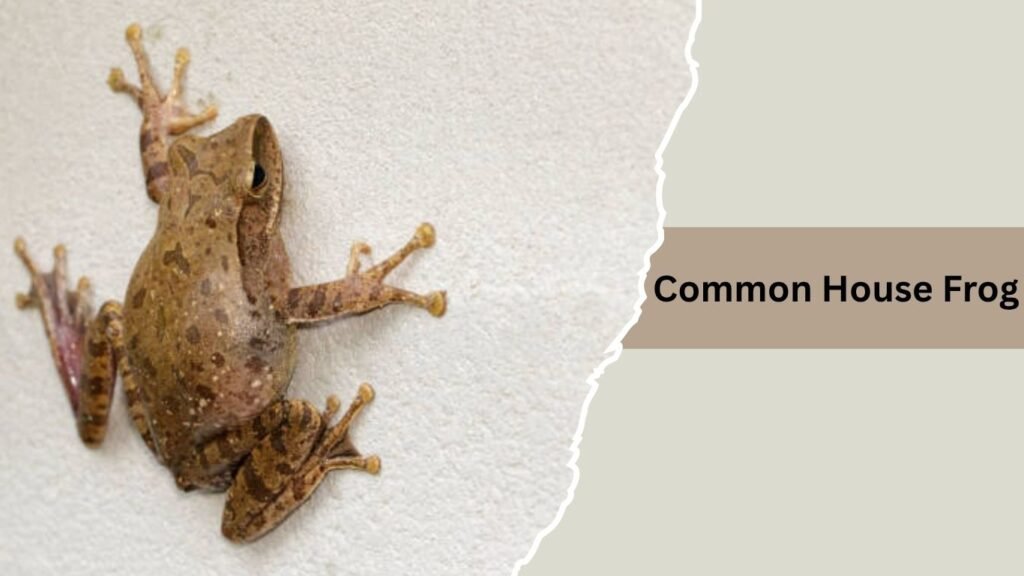  Common House Frog