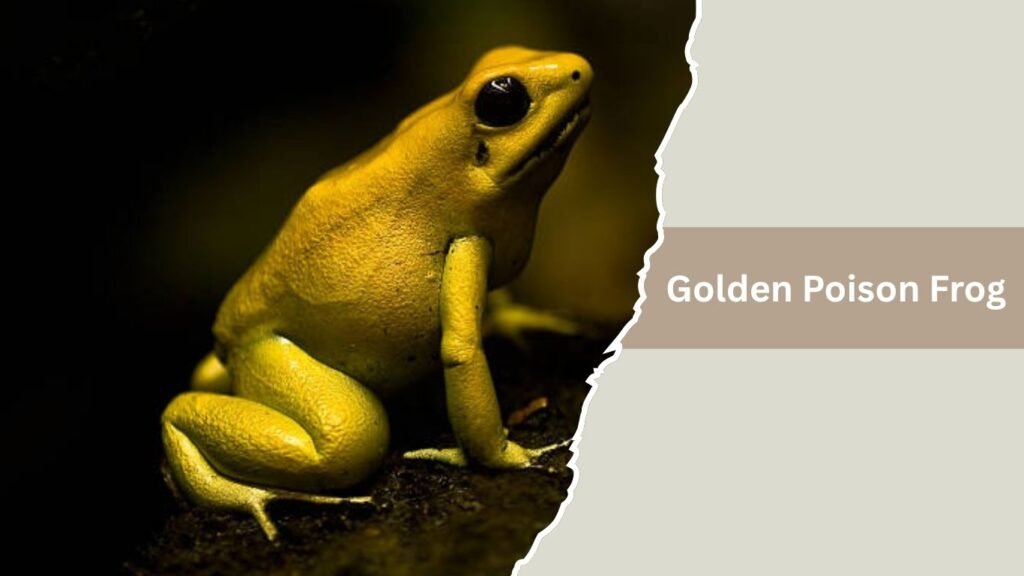  Golden Poison Frog