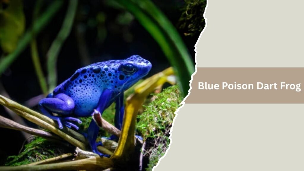  Blue Poison Dart Frog