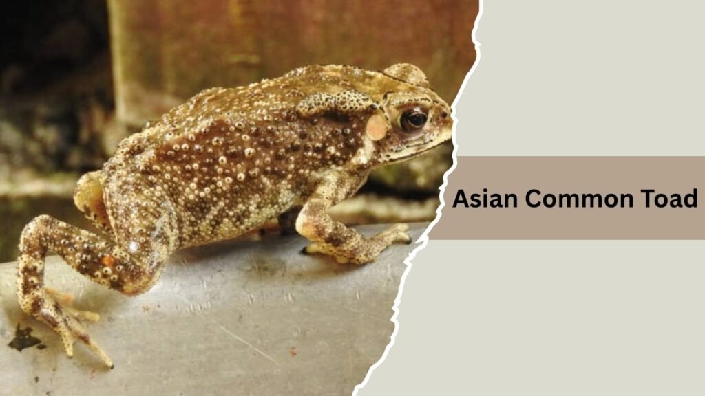 Asian Common Toad
