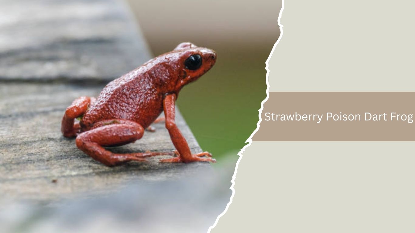 20 Most Poisonous Frogs in the World: Identification with Pictures