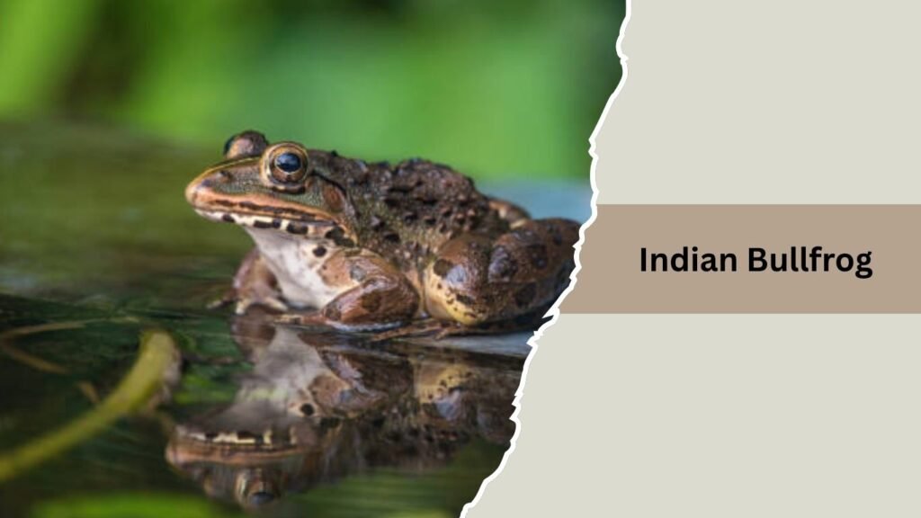  Indian Bullfrog