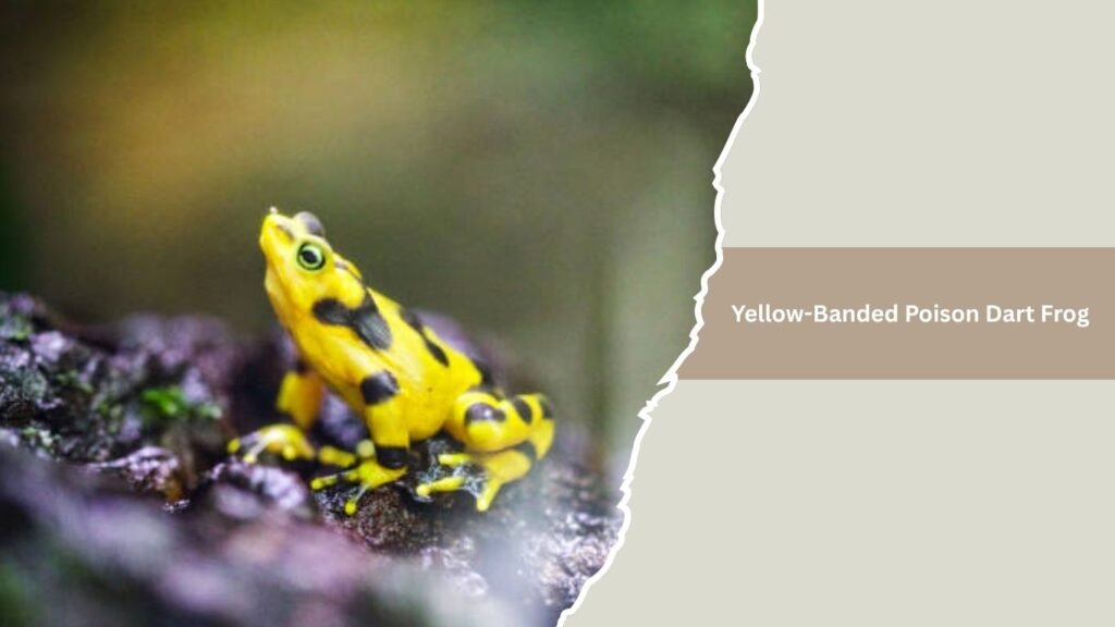 Yellow-Banded Poison Dart Frog