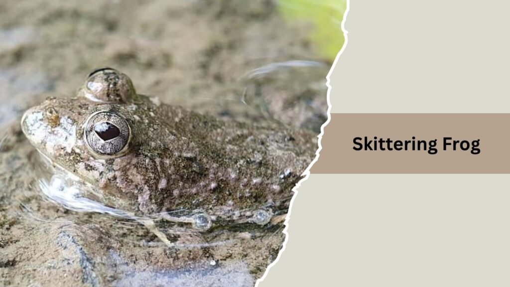 Skittering Frog