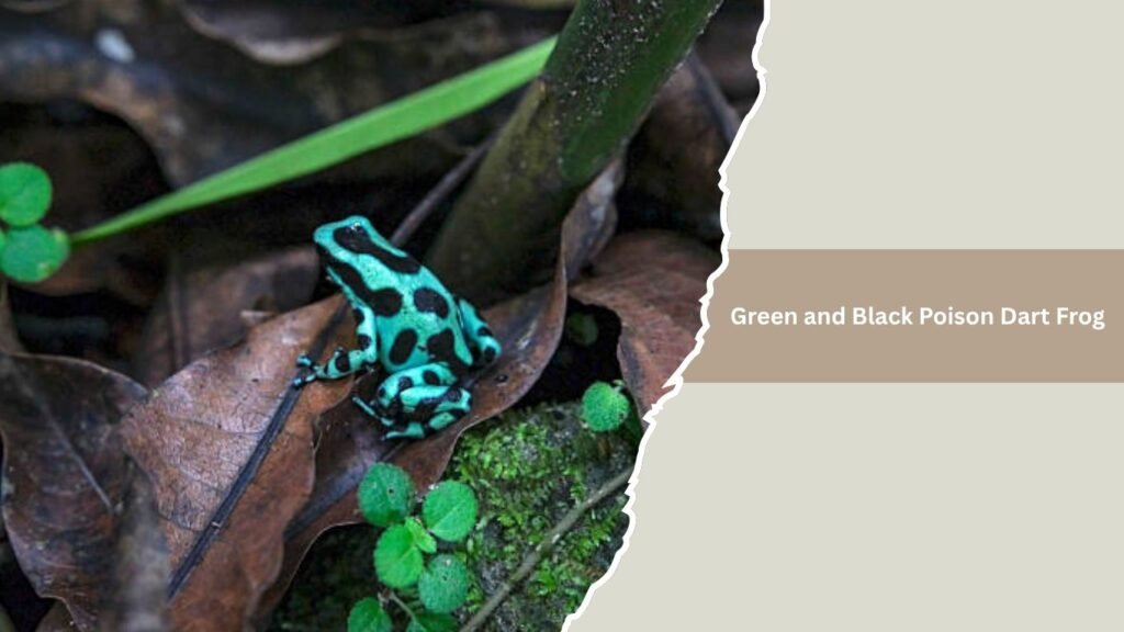 Green and Black Poison Dart Frog