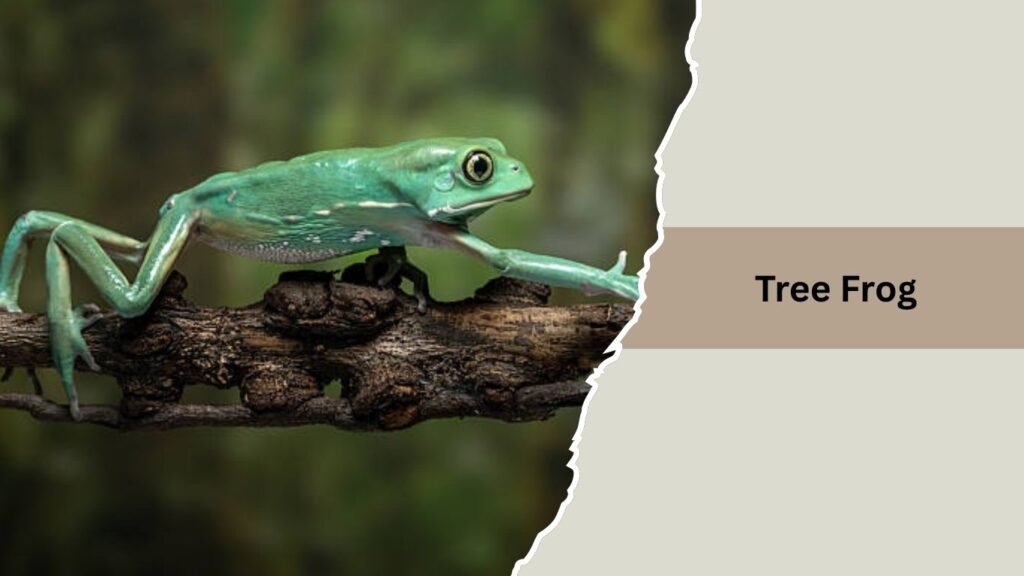 Tree Frog