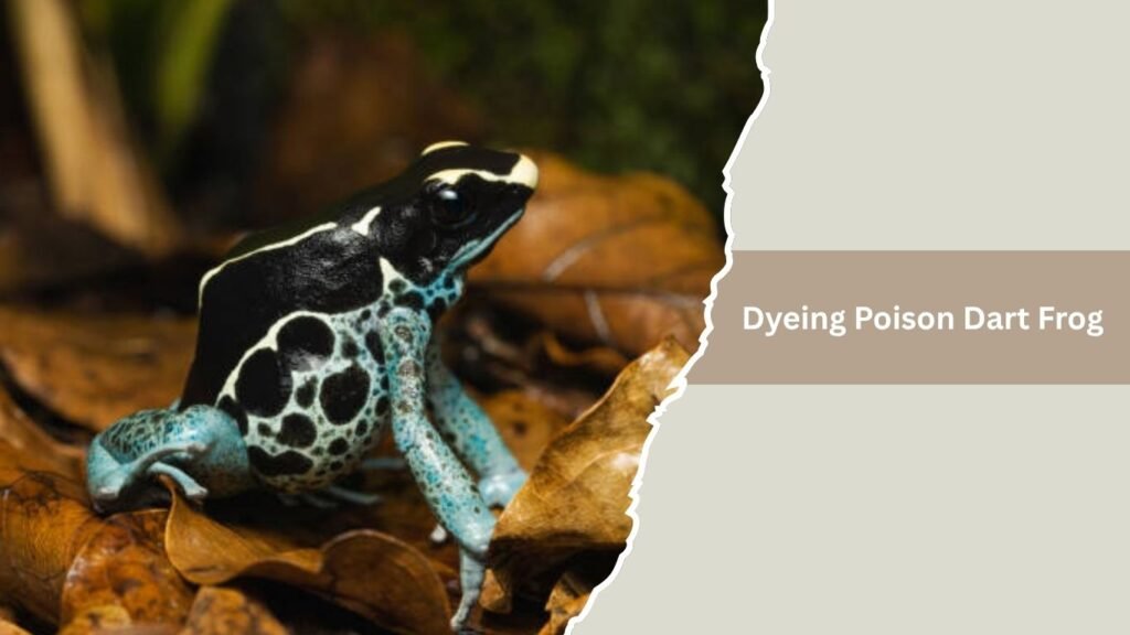  Dyeing Poison Dart Frog