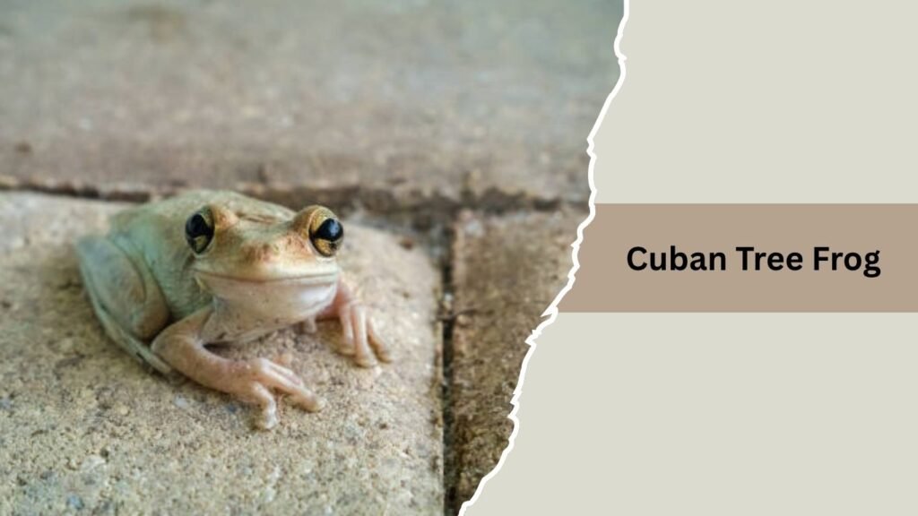 Cuban Tree Frog