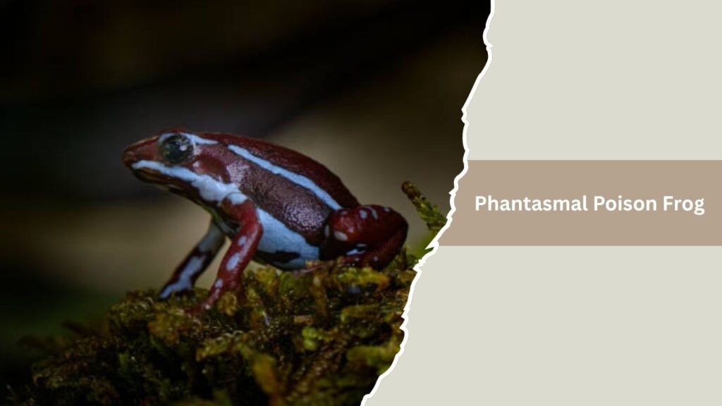 Phantasmal Poison Frog