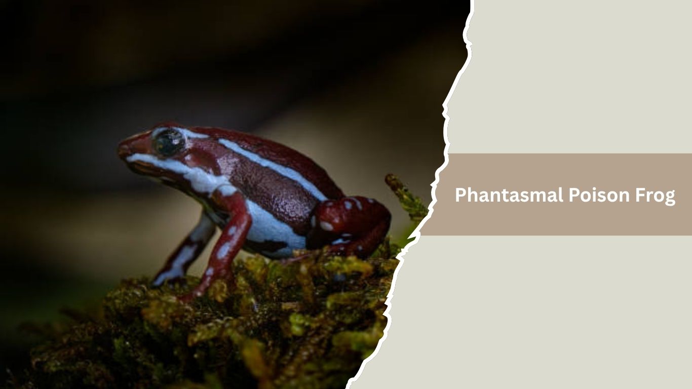20 Most Poisonous Frogs in the World: Identification with Pictures