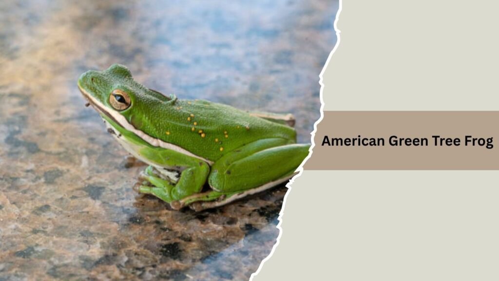 American Green Tree Frog