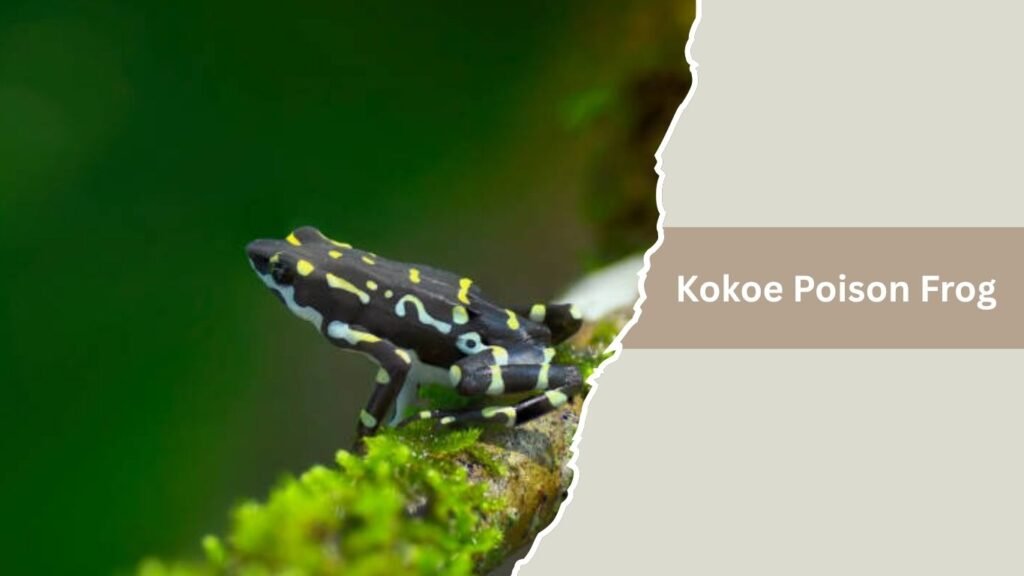  Kokoe Poison Frog