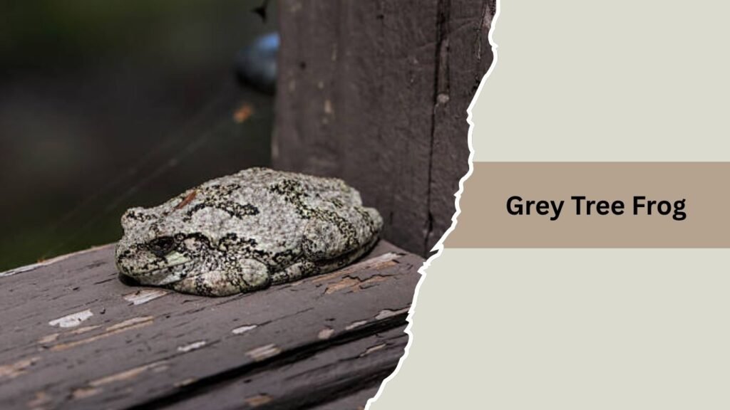 Grey Tree Frog