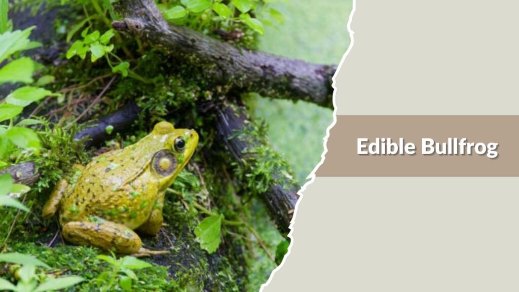  Edible Bullfrog